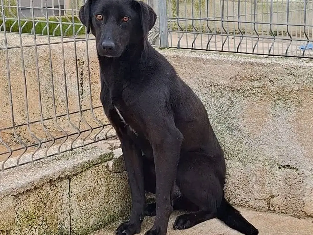 Adozione cane, femmina, Razza sconosciuta Razza sconosciuta, 1 anno e 11 mesi, taglia media, Bari