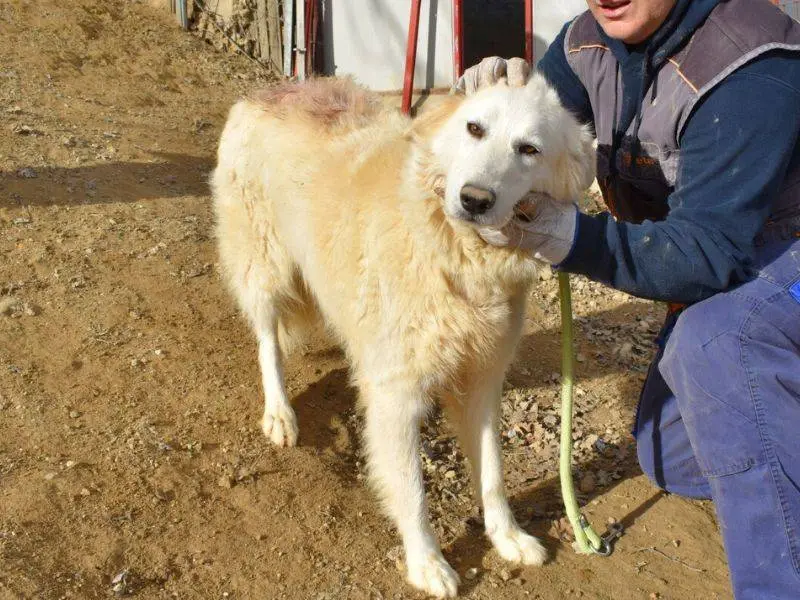 Foto 3 dell'animale