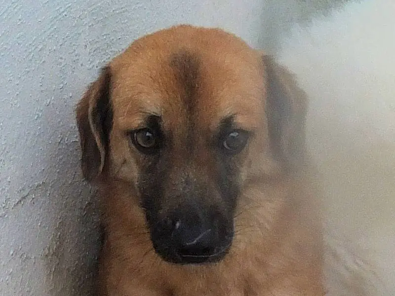 Adotta un cane, maschio, 3 anni e 6 mesi, Frosinone