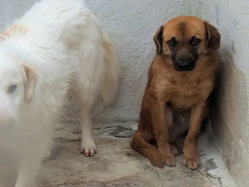 Adotta il cane GUCCIO a Frosinone