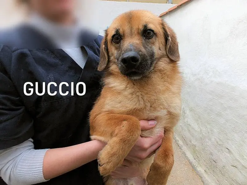 Adozione cane, maschio, Razza sconosciuta Razza sconosciuta, 3 anni e 6 mesi, taglia media contenuta, Frosinone
