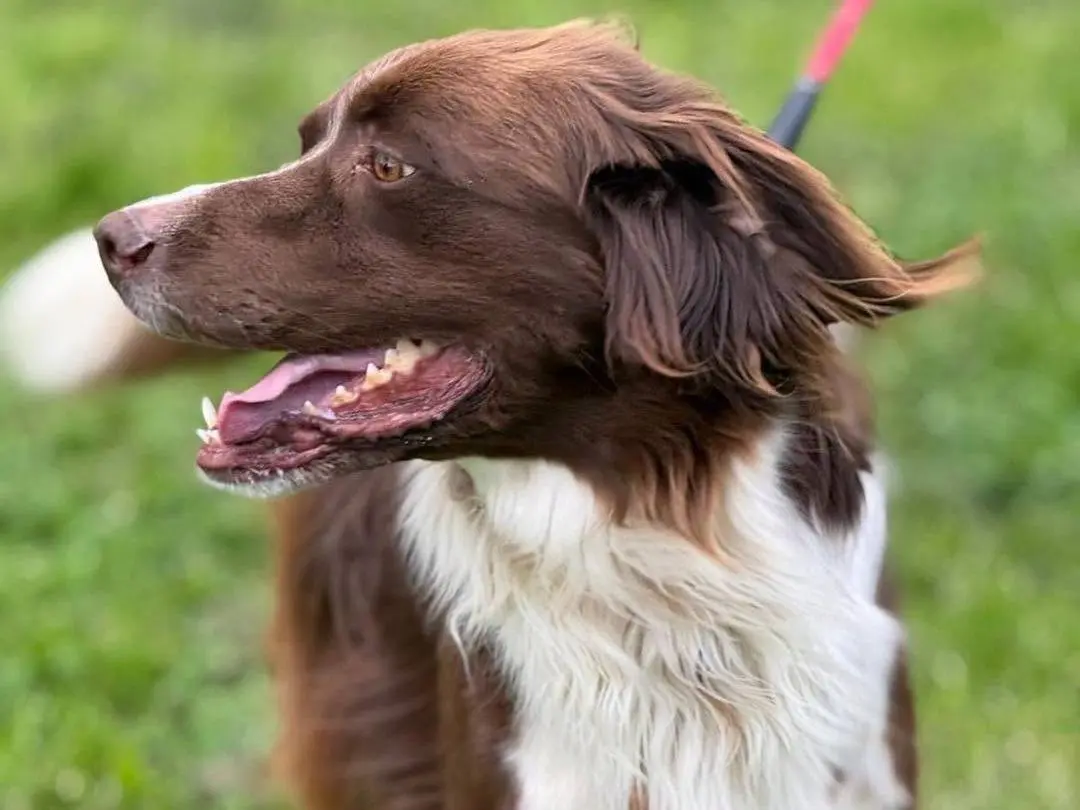 Vuoi adottare un cane a Bergamo?
