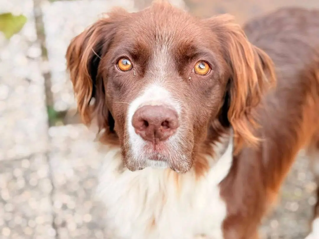 Adotta il cane Bob a Bergamo