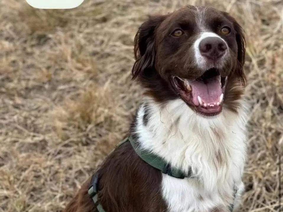 Adotta un cane, maschio, 5 anni e 10 mesi, Bergamo