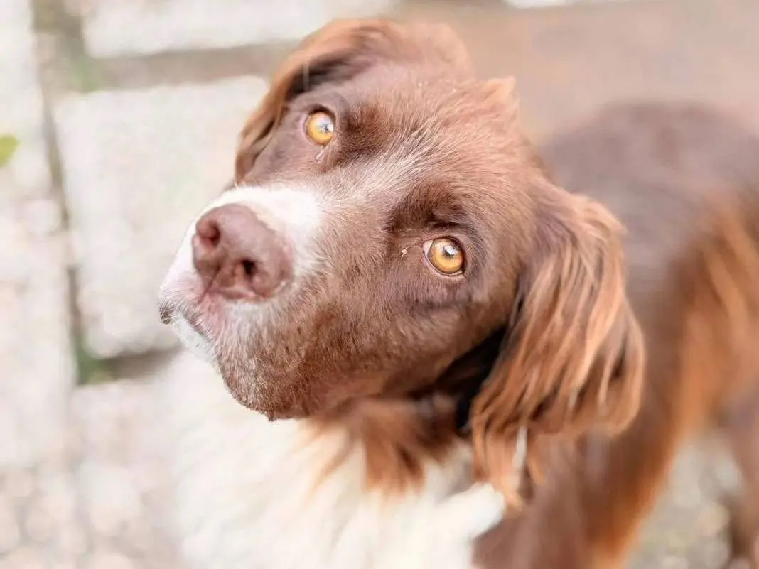 Adozione cane, maschio, Razza sconosciuta Razza sconosciuta, 5 anni e 10 mesi, taglia media, Bergamo