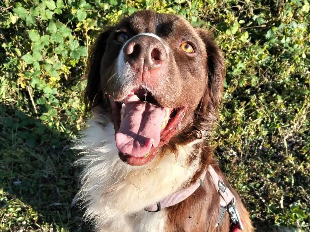 Adotta un cane, taglia media, maschio, Bergamo