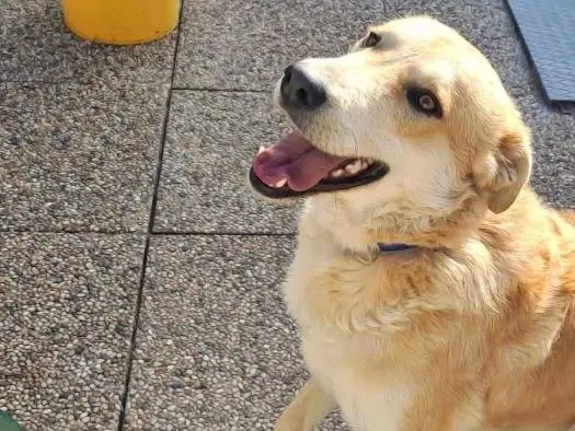Adozione cane, maschio, meticcio, 4 anni e 5 mesi, taglia media, Como