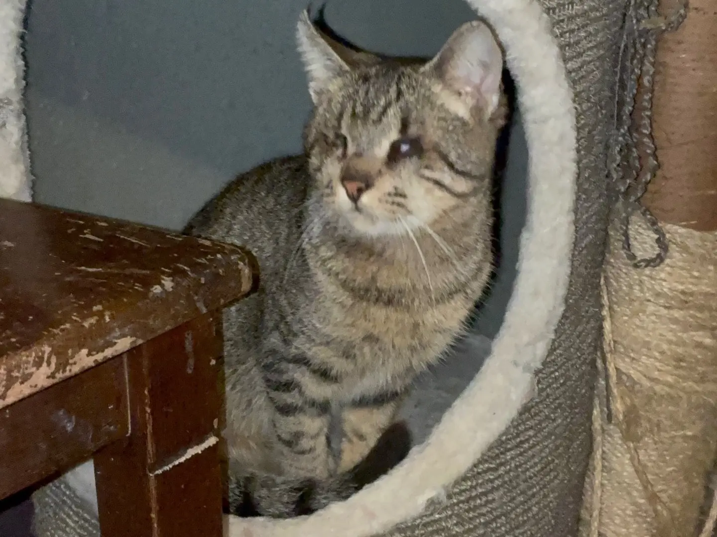 Adozione gatto, maschio, Razza sconosciuta Razza sconosciuta, 1 anno e 1 mese, taglia non valida, Torino