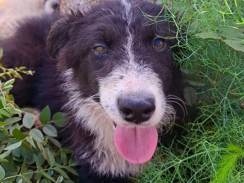 Adotta il cane Drusilla a Crotone