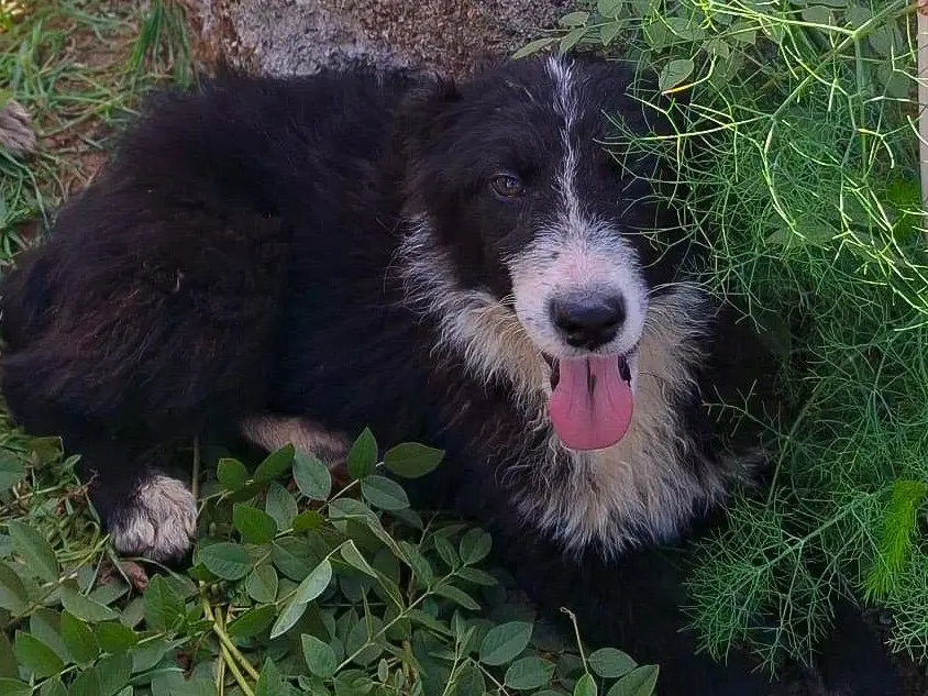 Foto 3 dell'animale