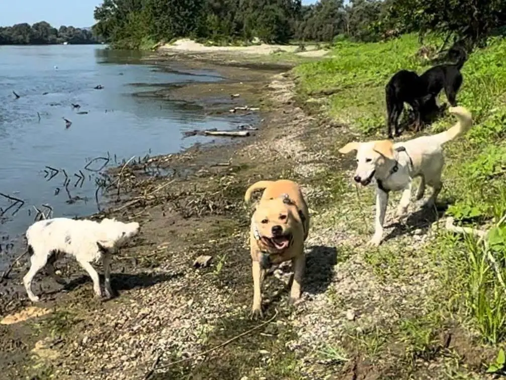 Vuoi adottare un cane a Milano?