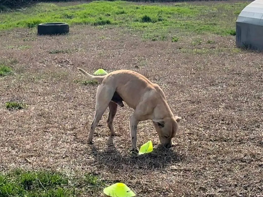 Adotta il cane Indio a Milano