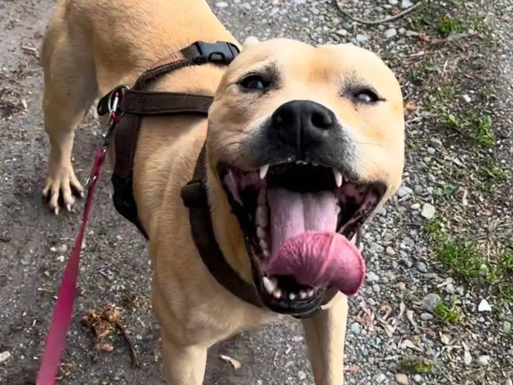 Adozione cane, maschio, Pitbull Razza sconosciuta, 5 anni e 11 mesi, taglia media, Milano