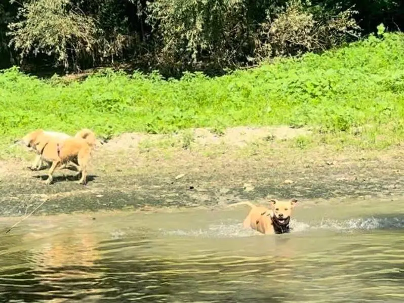 Adotta un cane, maschio, 5 anni e 11 mesi, Milano