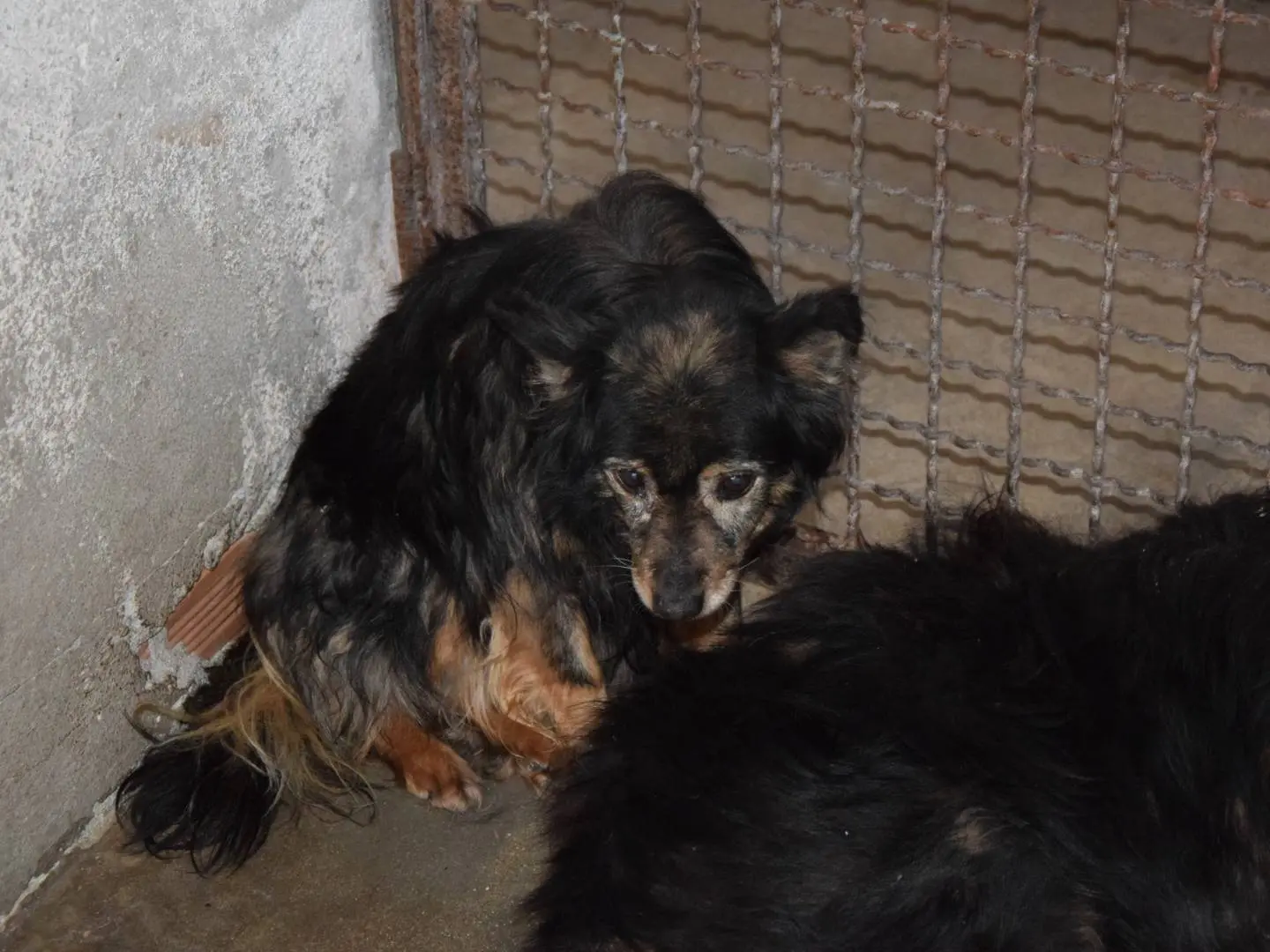 Adozione cane, femmina, Razza sconosciuta Razza sconosciuta, 10 anni e 10 mesi, taglia piccola, Chieti