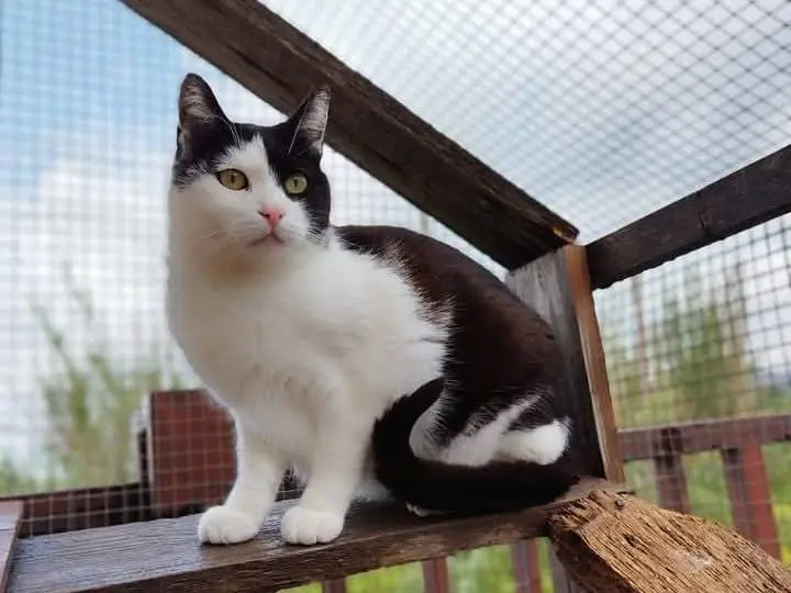 Adozione gatto, femmina, Razza sconosciuta Razza sconosciuta, 4 anni, taglia non valida, Latina