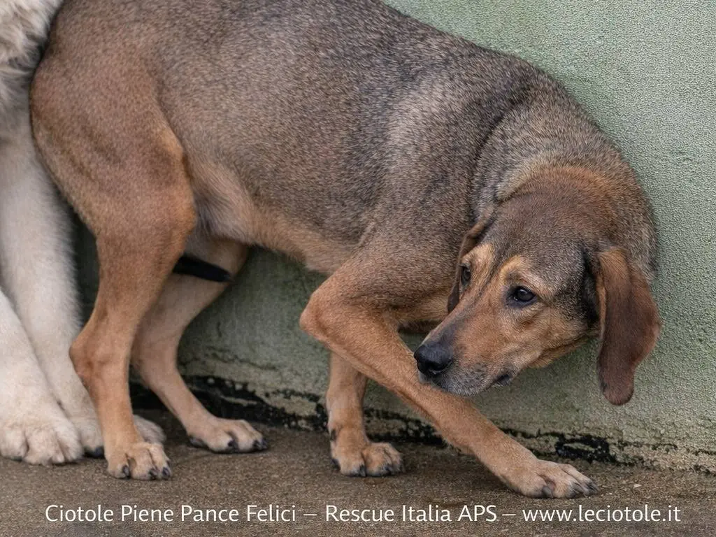 Adotta un cane, taglia media, maschio, Avellino