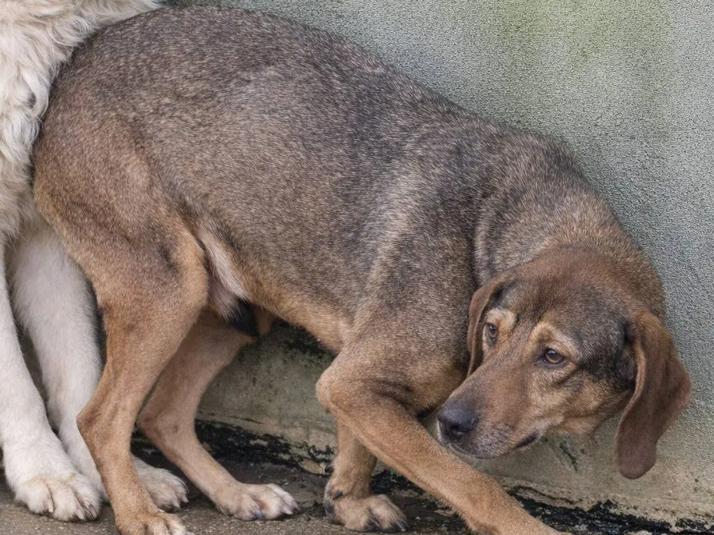Adotta un cane, maschio, 3 anni e 1 mese, Avellino