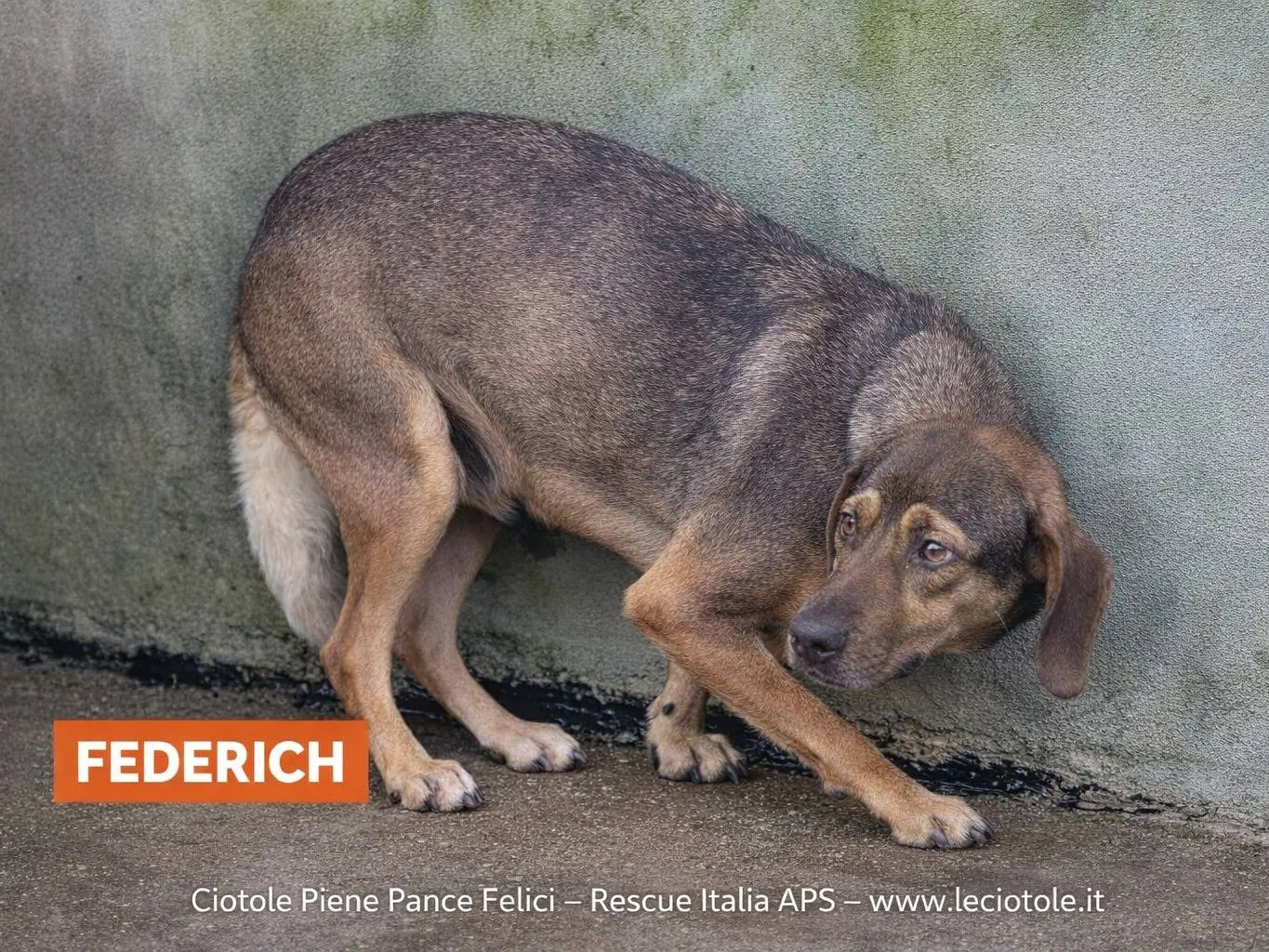 Adozione cane, maschio, Razza sconosciuta Razza sconosciuta, 3 anni e 1 mese, taglia media, Avellino
