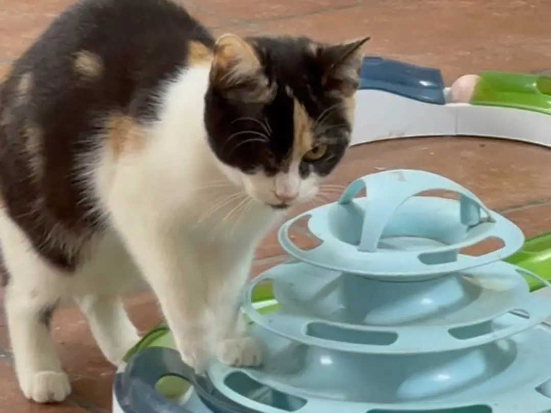 Adozione gatto, femmina, Razza sconosciuta Razza sconosciuta, 2 anni e 9 mesi, taglia non valida, Taranto