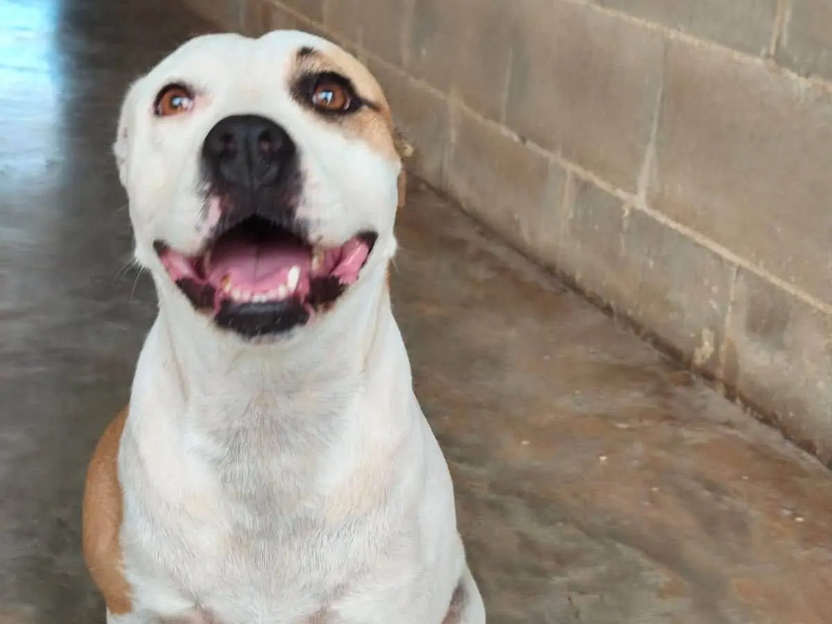Vuoi adottare un cane a Bari?