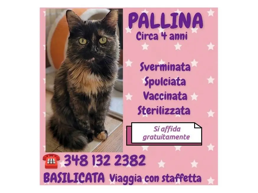 Foto 2 dell'animale