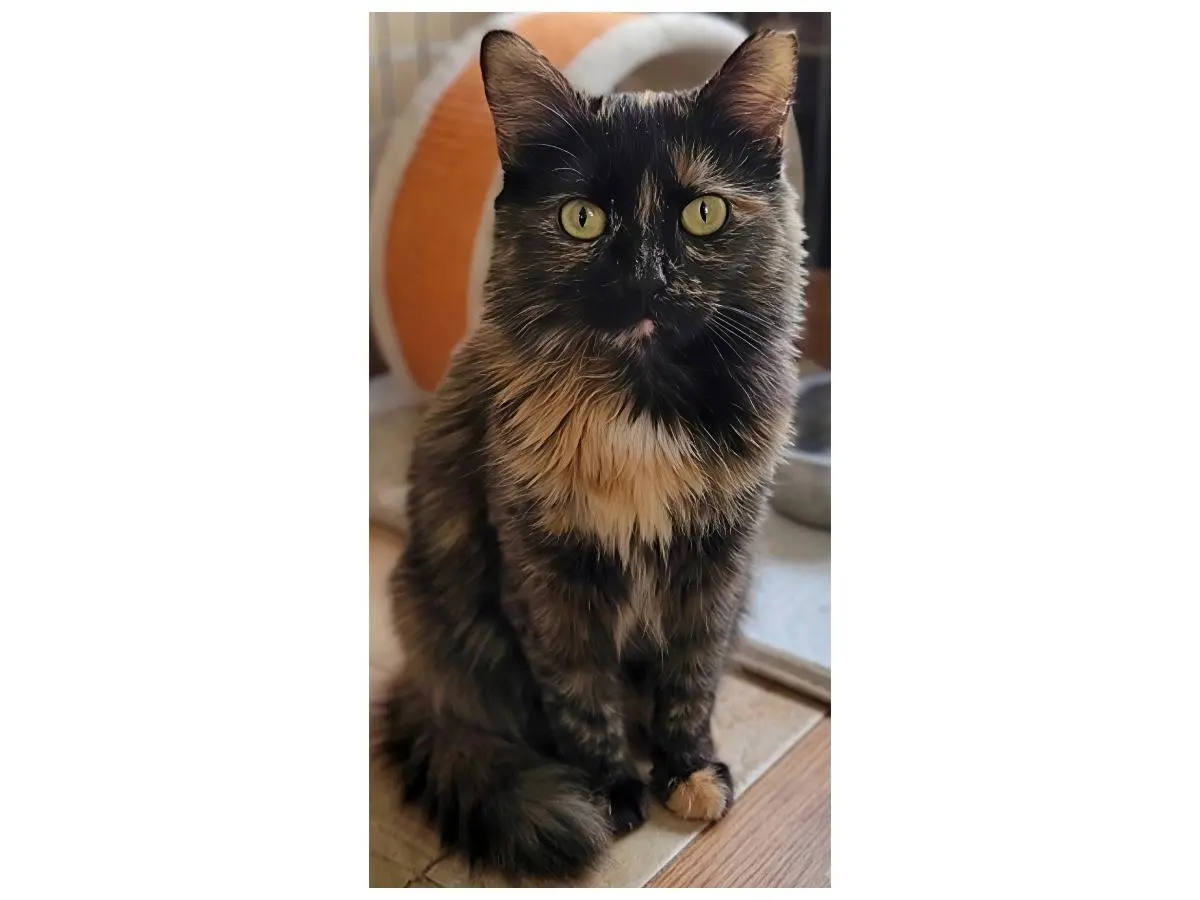 Adotta un gatto, femmina, 4 anni e 2 mesi, Potenza