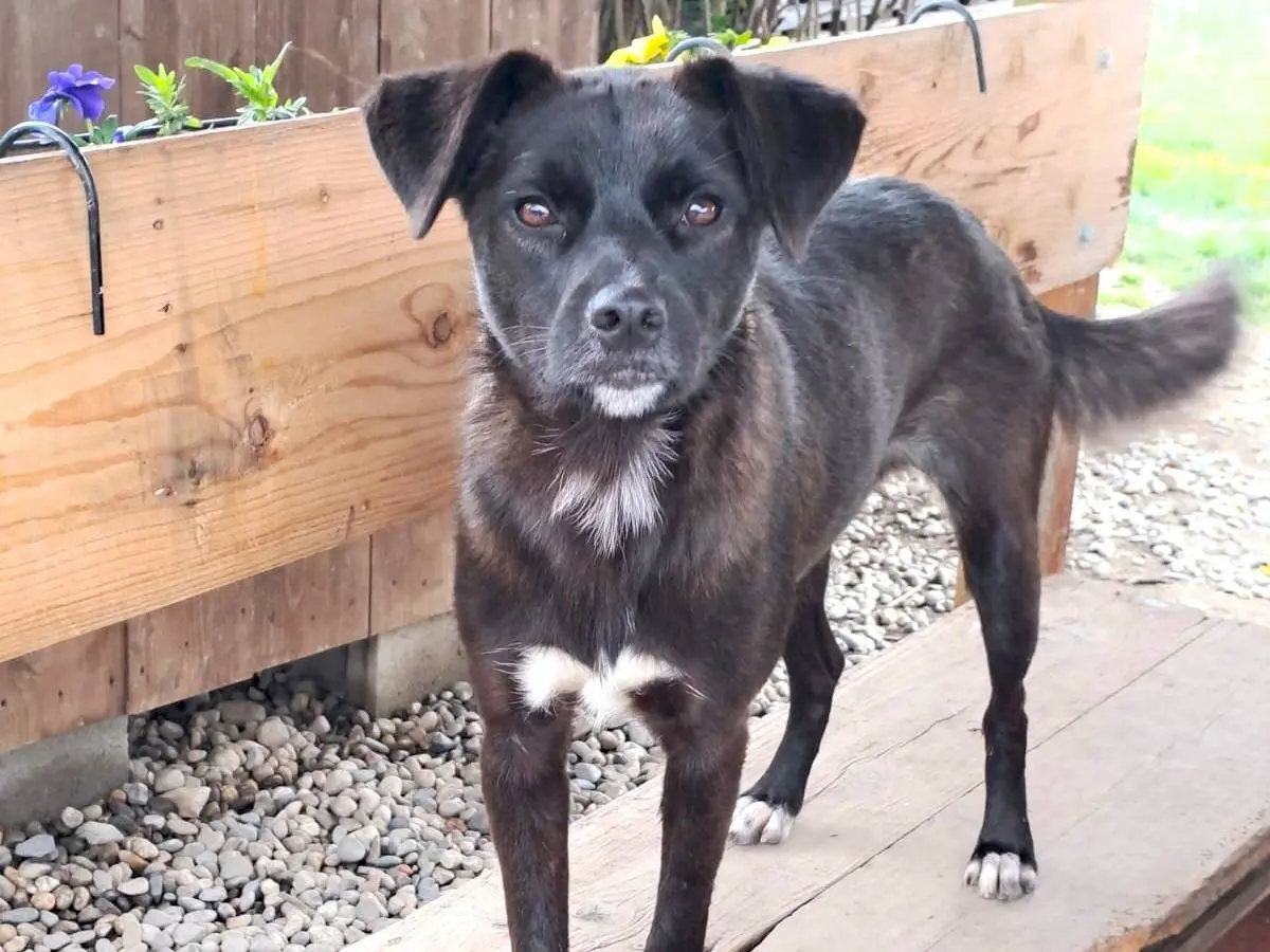 Adotta un cane, femmina, 4 anni e 4 mesi, Como