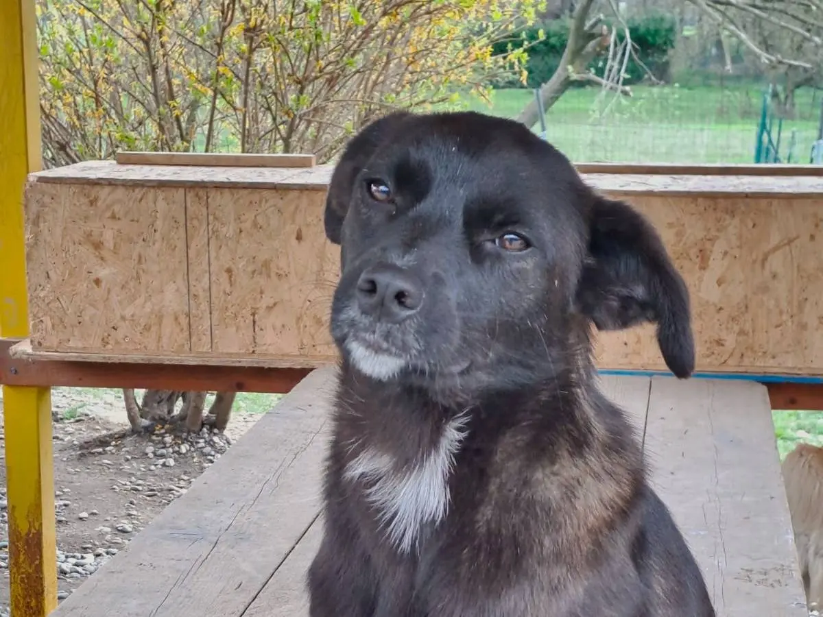 Adozione cane, femmina, meticcio, 4 anni e 4 mesi, taglia piccola, Como