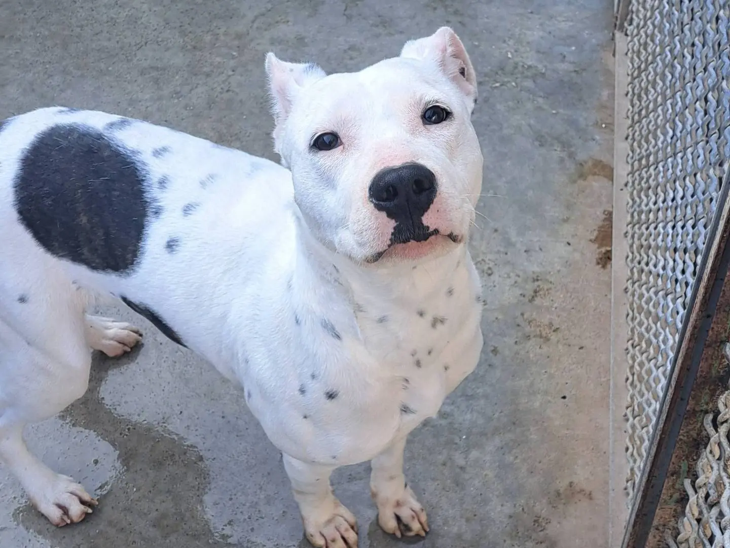 Vuoi adottare un cane a Caserta?
