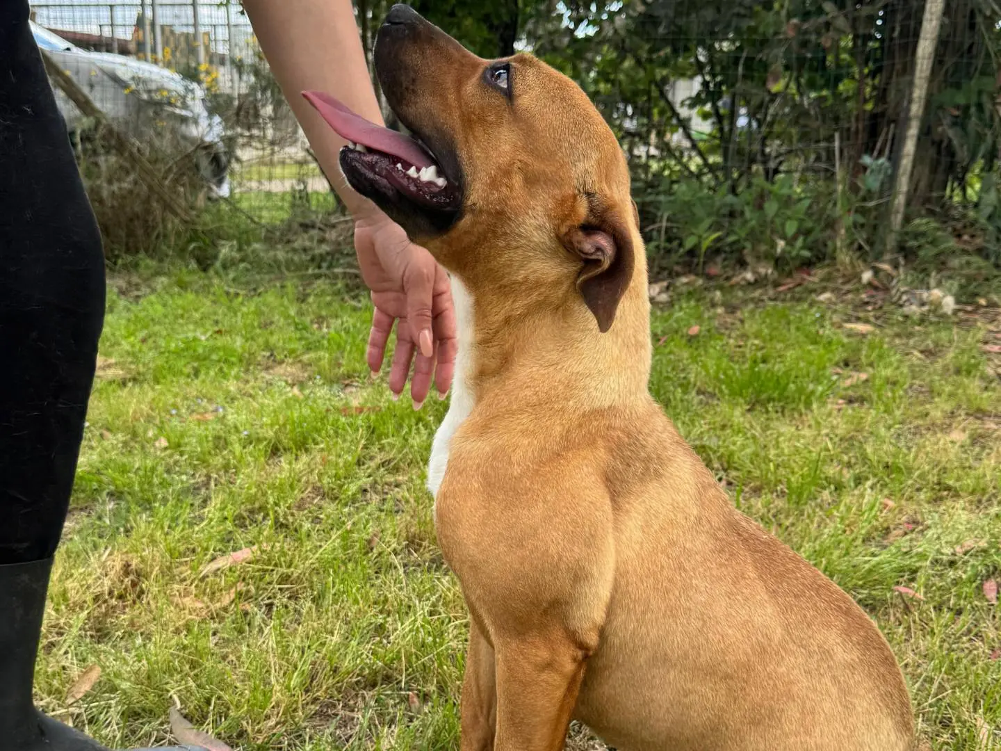 Adotta un cane, taglia media, femmina, Caserta