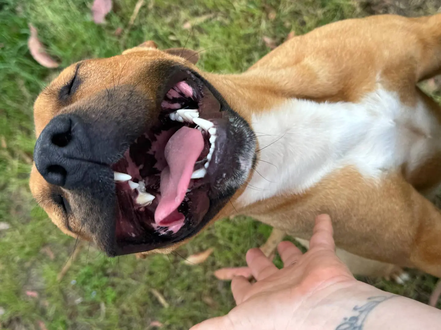 Adotta il cane ROMA a Caserta