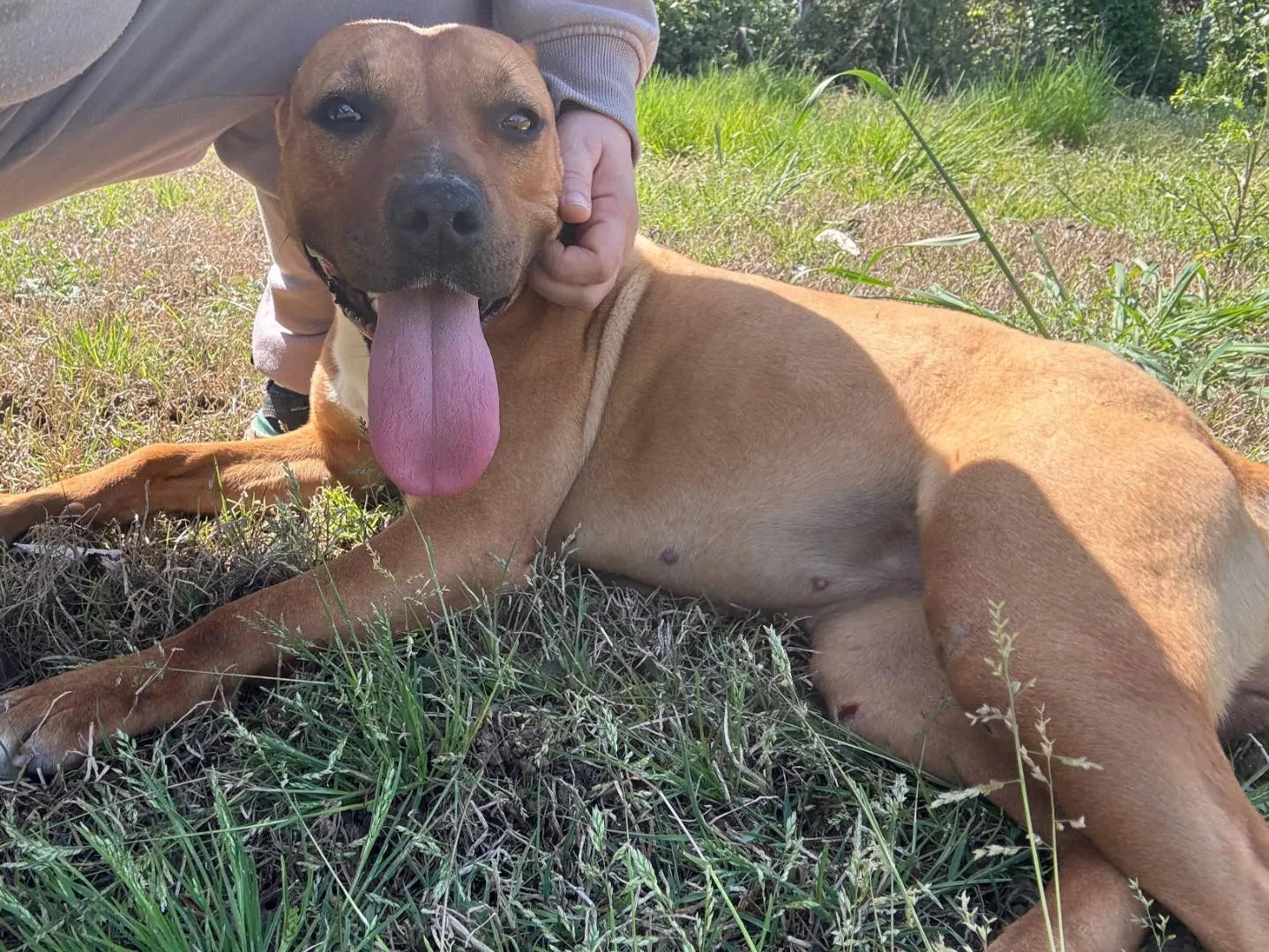 Adozione cane, femmina, Amstaff Pitbull, 2 anni e 6 mesi, taglia media, Caserta