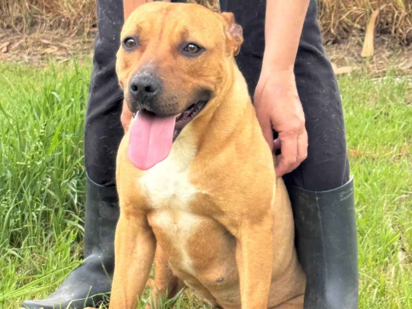 Adotta un cane, femmina, 2 anni e 6 mesi, Caserta