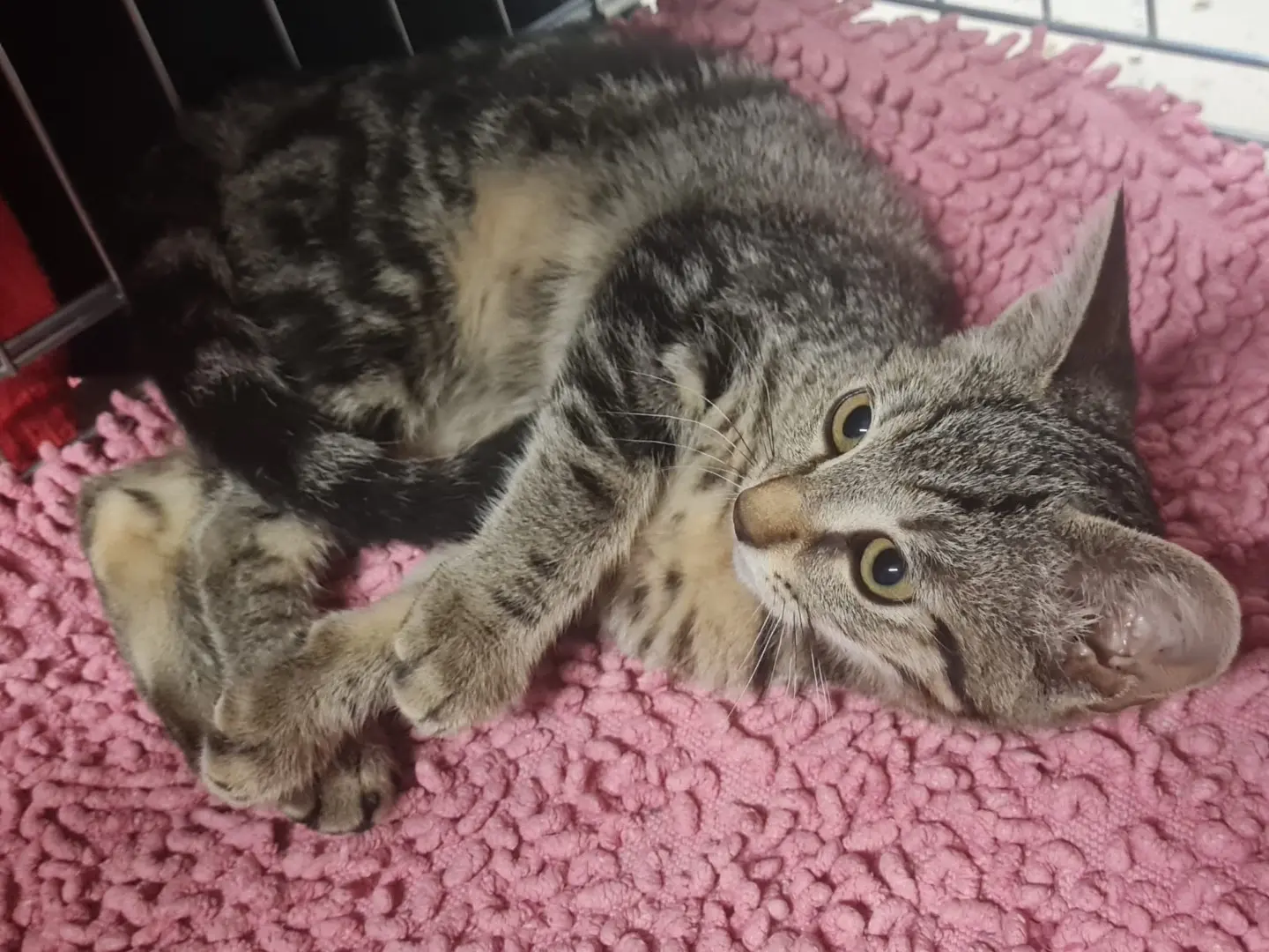 Adotta un gatto, femmina, 5 mesi, Trento