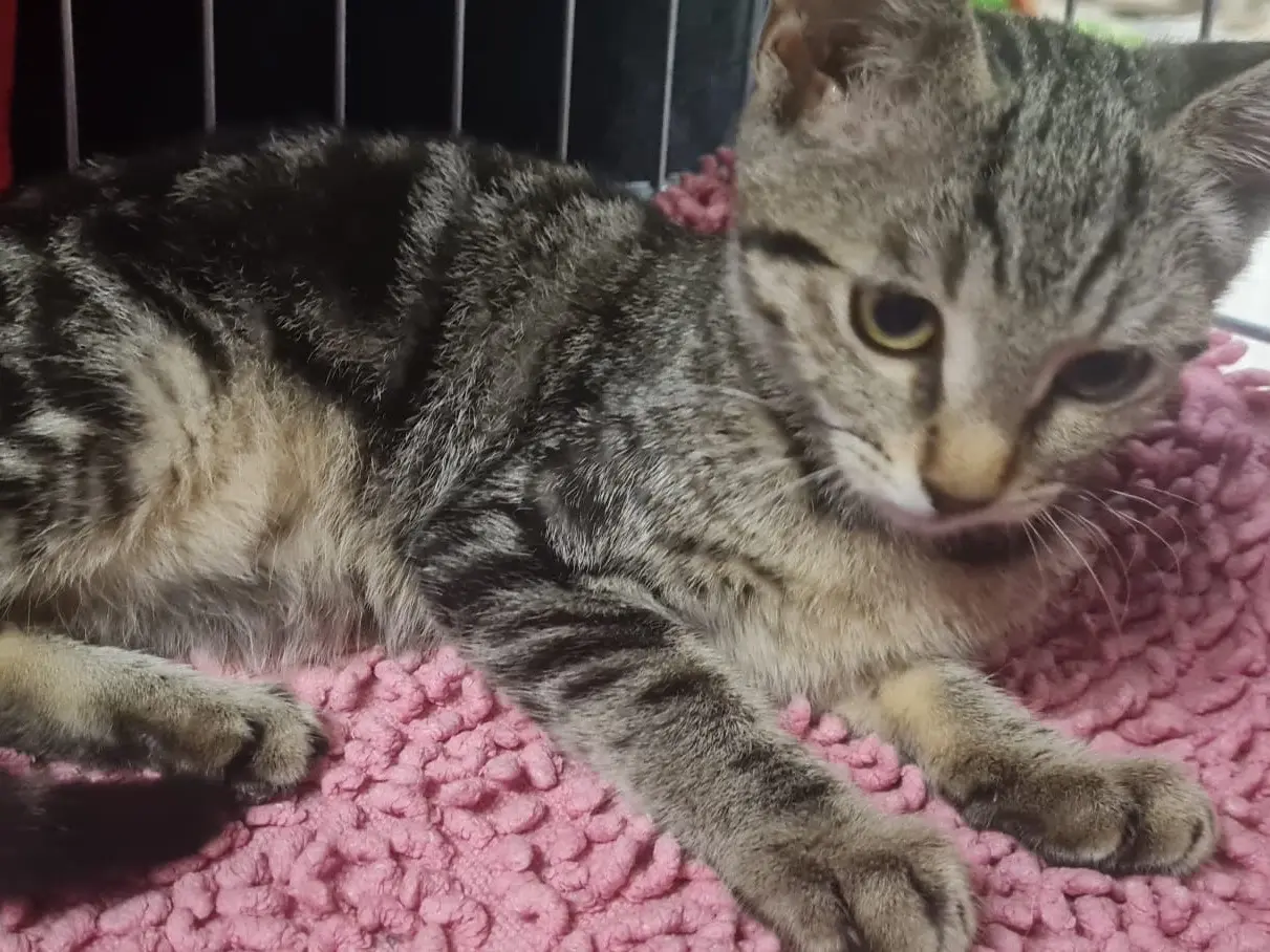 Adotta il gatto Emy a Trento
