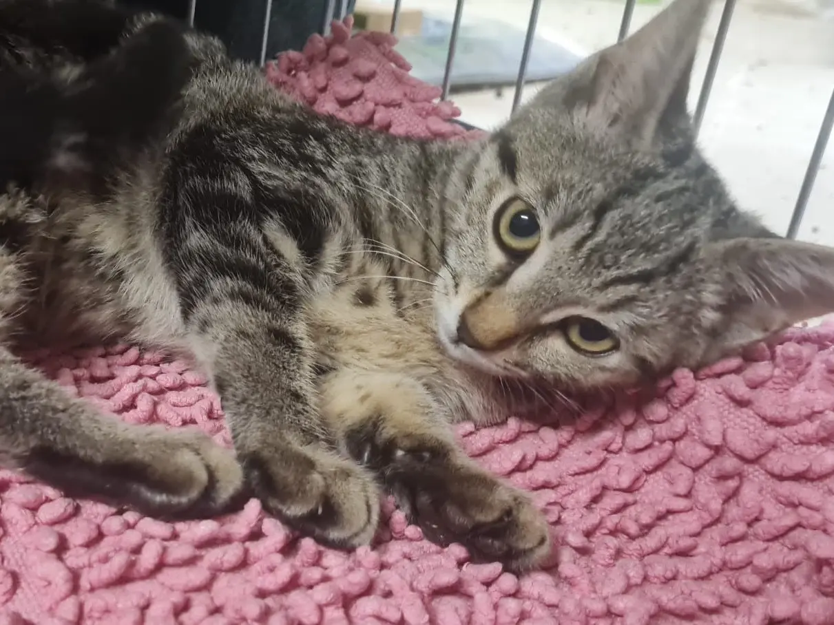 Adozione gatto, femmina, Razza sconosciuta Razza sconosciuta, 5 mesi, taglia non valida, Trento