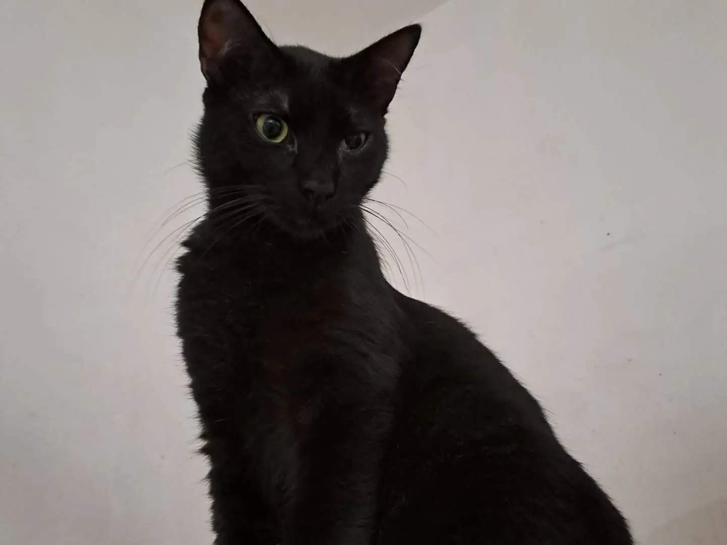 Adozione gatto, maschio, Razza sconosciuta Razza sconosciuta, 2 anni e 1 mese, taglia non valida, Pavia