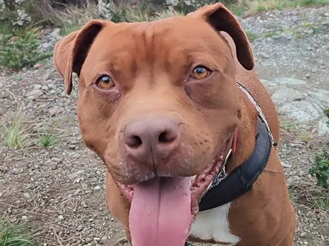 Adotta un cane, taglia grande, maschio, Genova
