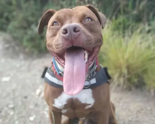 Adozione cane, maschio, Pitbull, 9 anni e 10 mesi, taglia grande, Genova