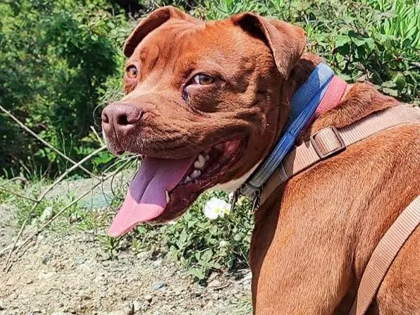 Adotta un cane, maschio, 9 anni e 10 mesi, Genova