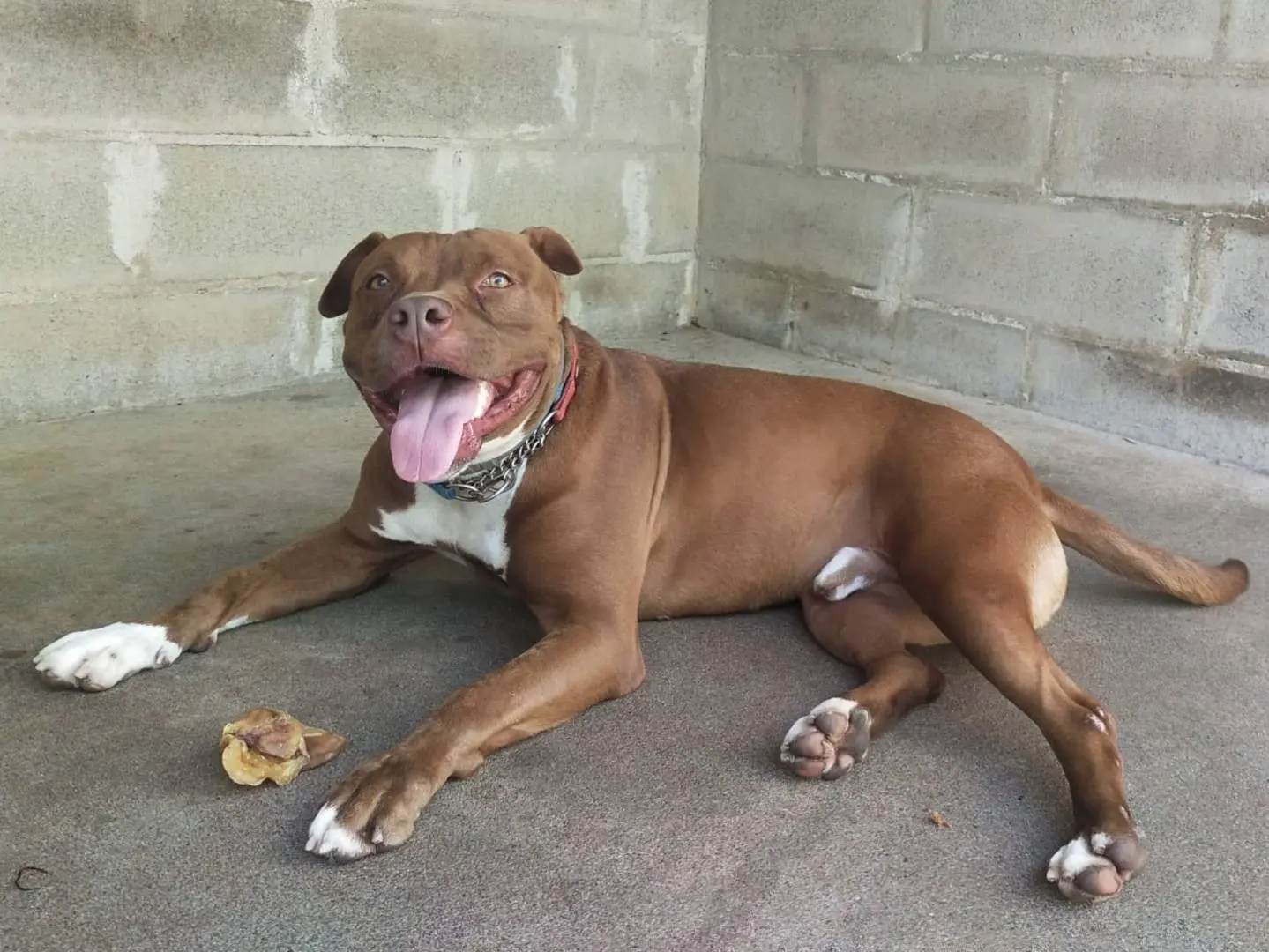 Vuoi adottare un cane a Genova?