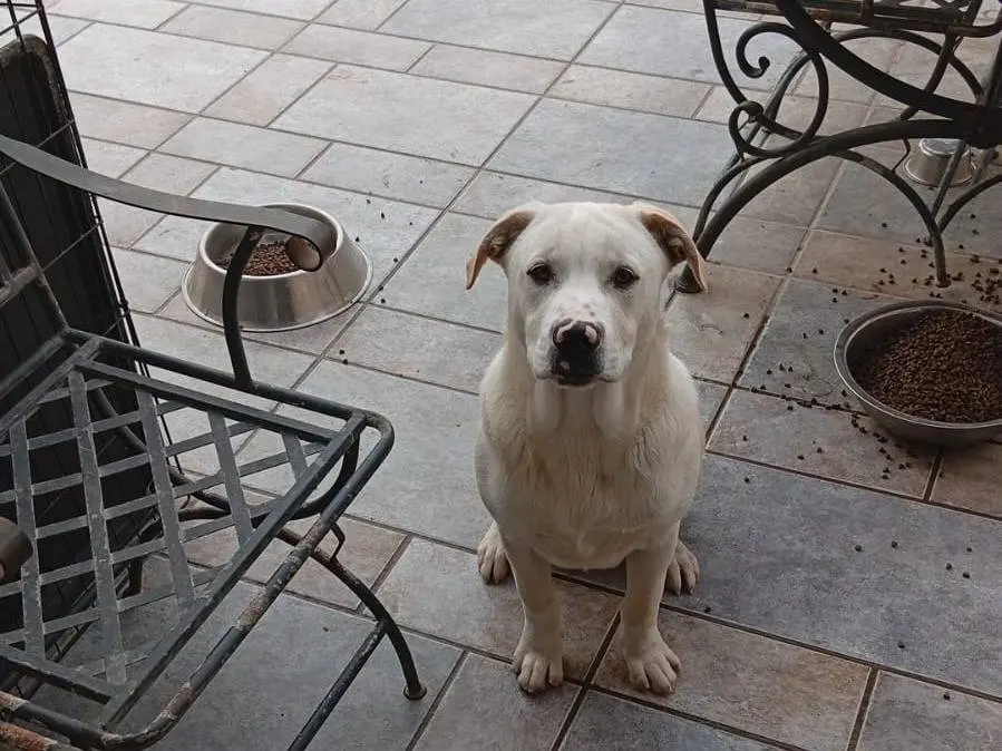 Adotta un cane, maschio, 1 anno e 8 mesi, Napoli