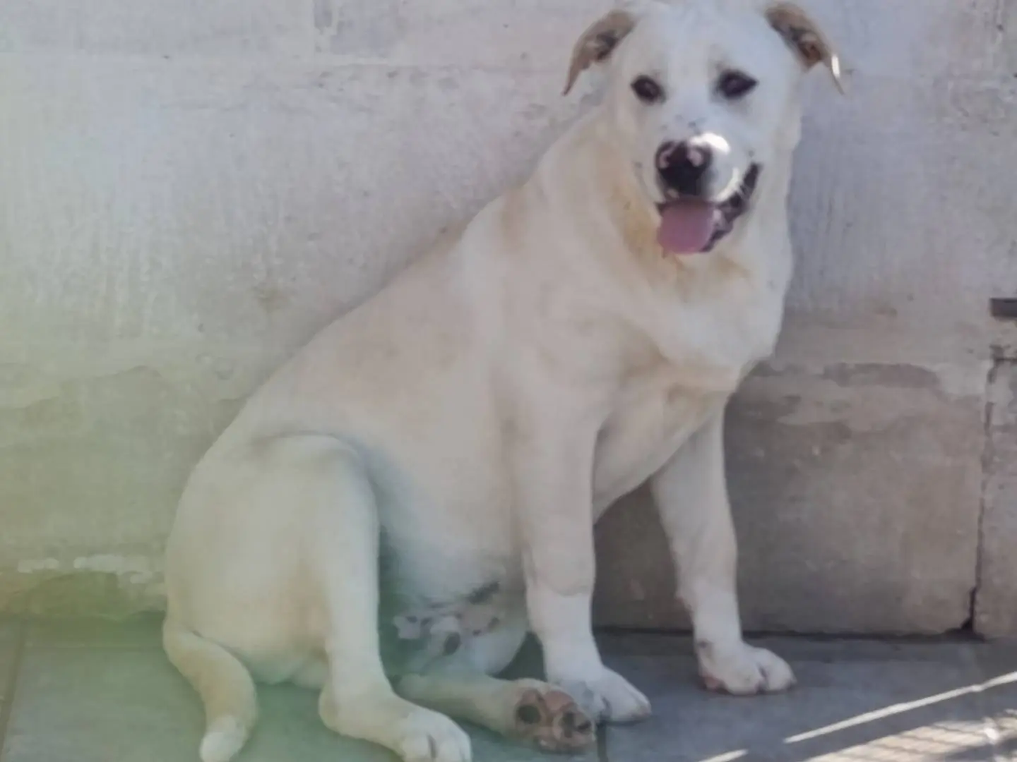 Adotta un cane, taglia media, maschio, Napoli