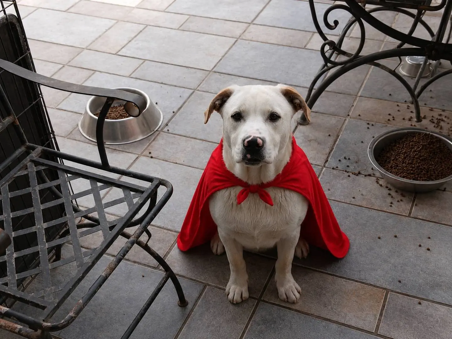 Adozione cane, maschio, Labrador Retriever Pitbull, 1 anno e 8 mesi, taglia media, Napoli