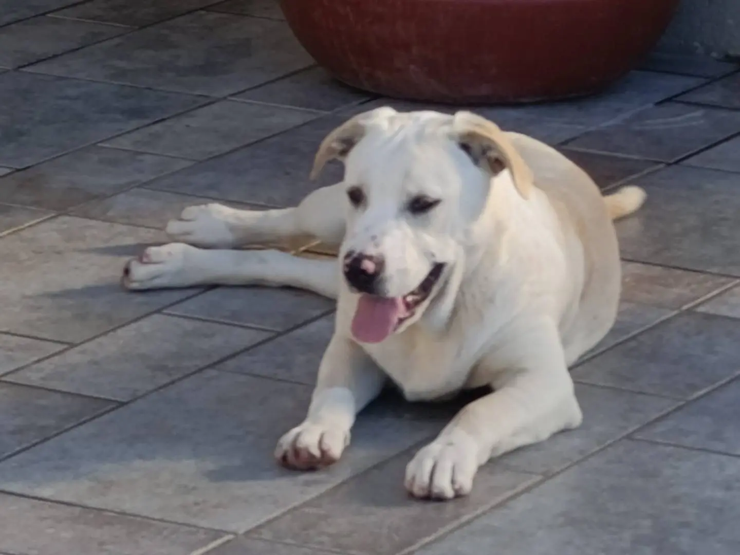 Vuoi adottare un cane a Napoli?