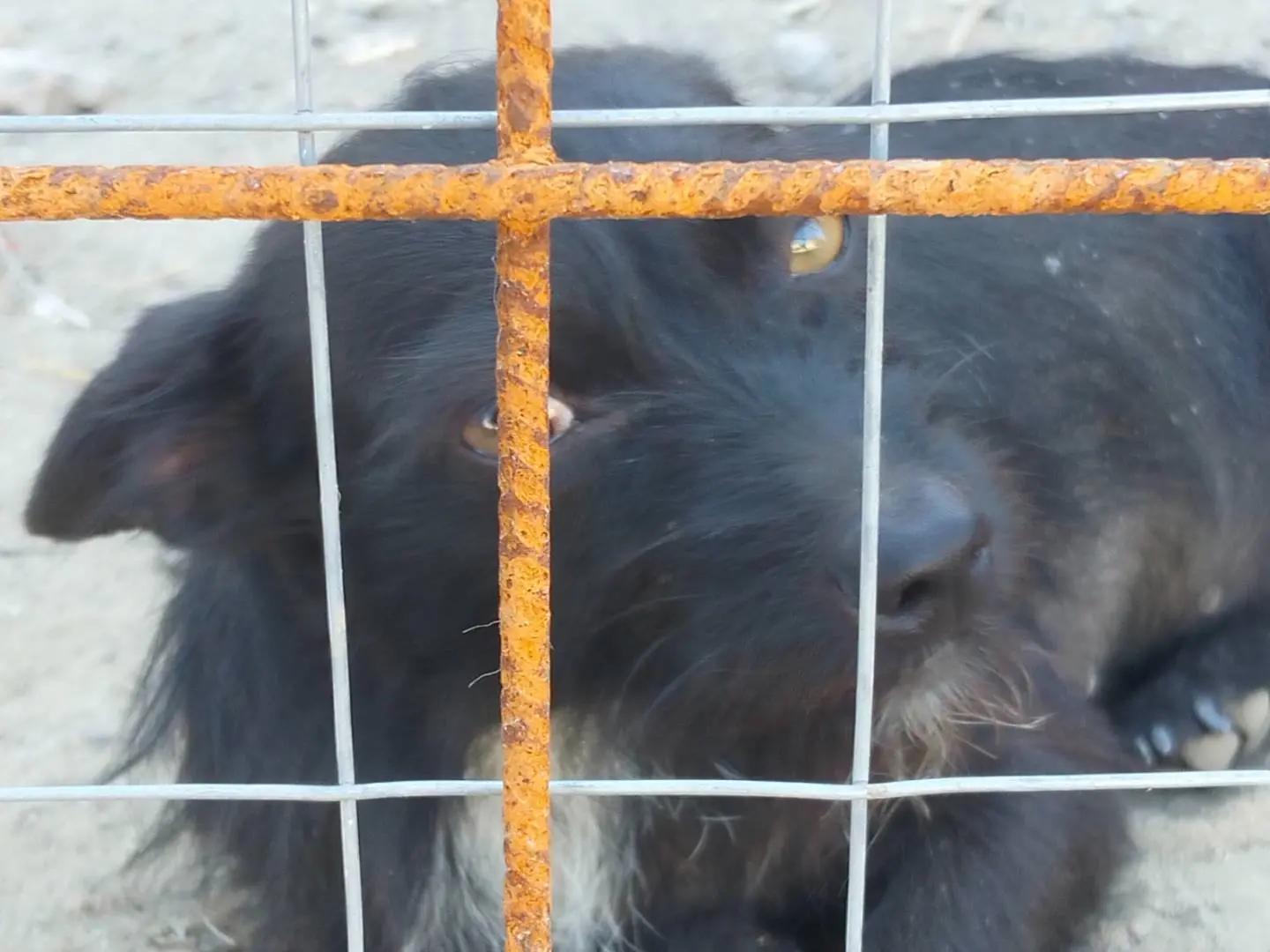 Vuoi adottare un cane a Catania?