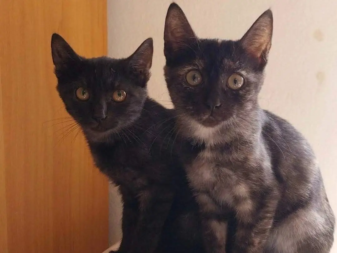 Adozione gatto, femmina, Razza sconosciuta Razza sconosciuta, 2 mesi, taglia non valida, Viterbo
