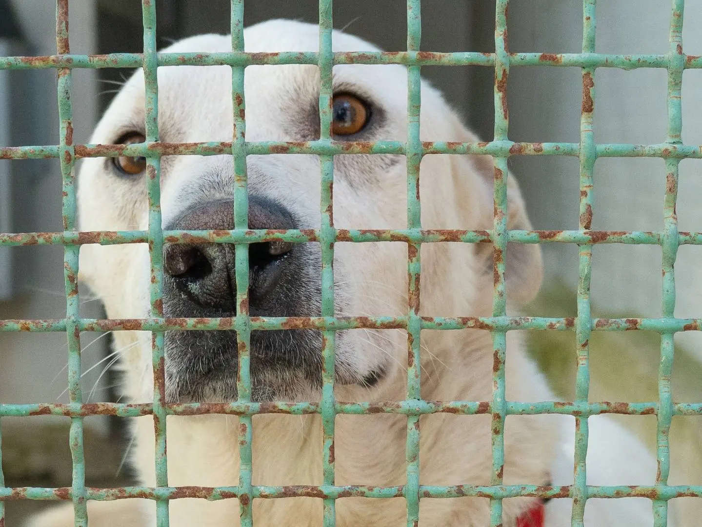 Adotta il cane Blanco a Barletta