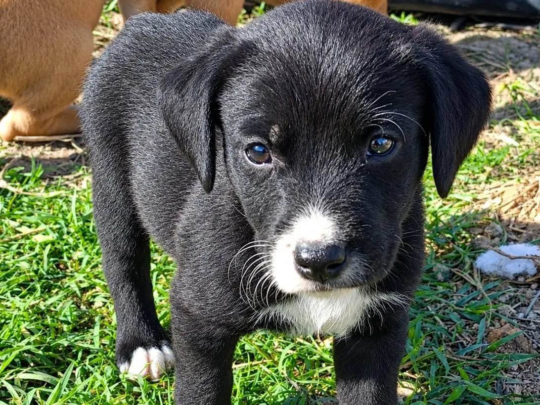 Adozione cane, femmina, Pitbull Razza sconosciuta, 1 mese, taglia media, Agrigento